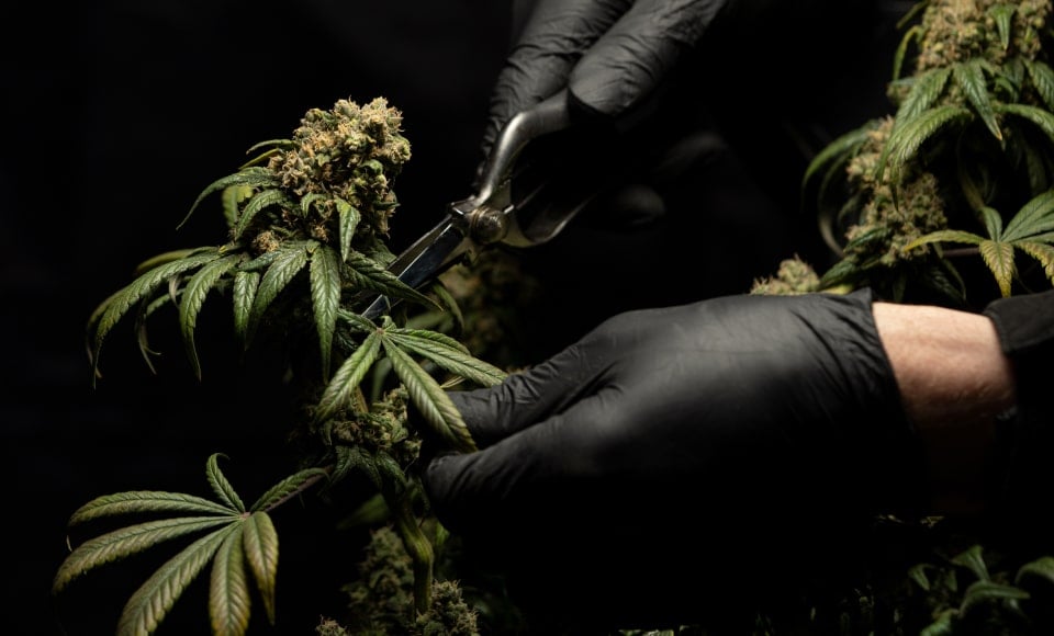 how long do carts last until they go bad